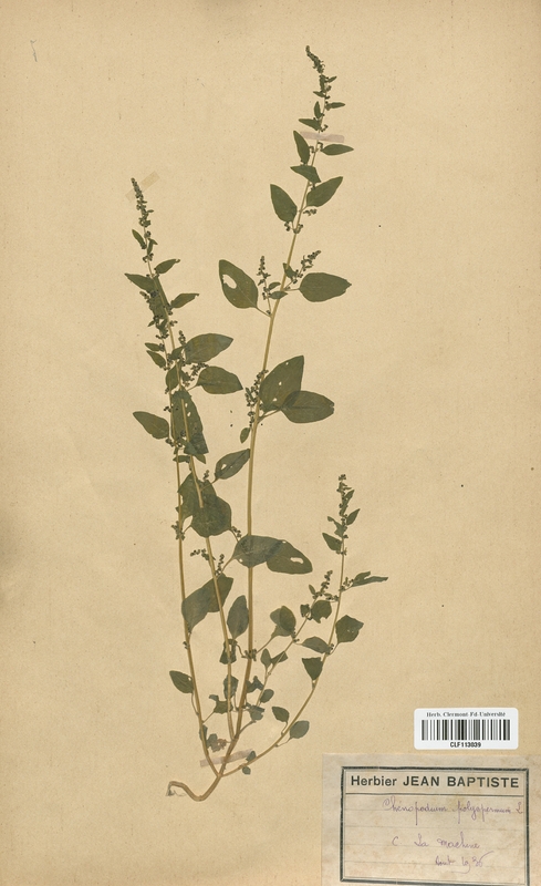 Chenopodium polyspermum (Chenopodiaceae)
