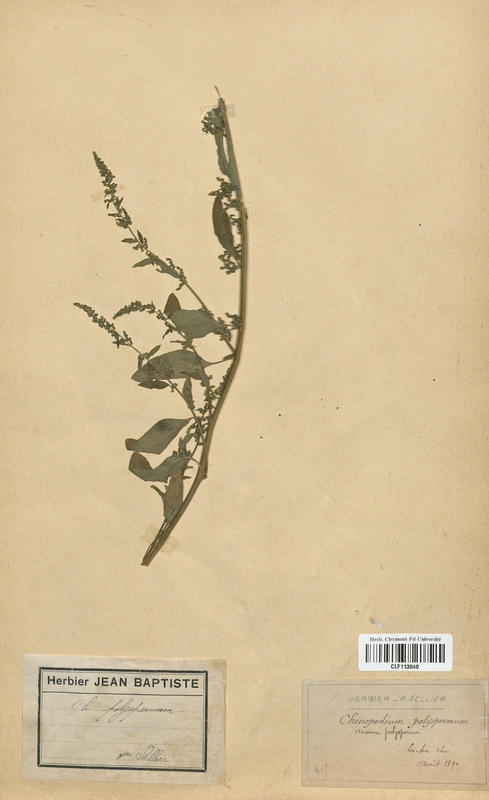 Chenopodium polyspermum (Caryophyllales)