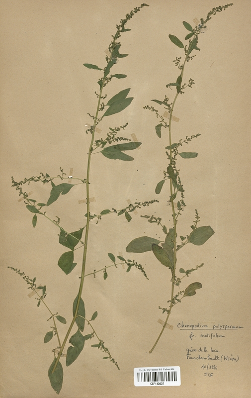 Chenopodium polyspermum acutifolium (Chenopodiaceae)