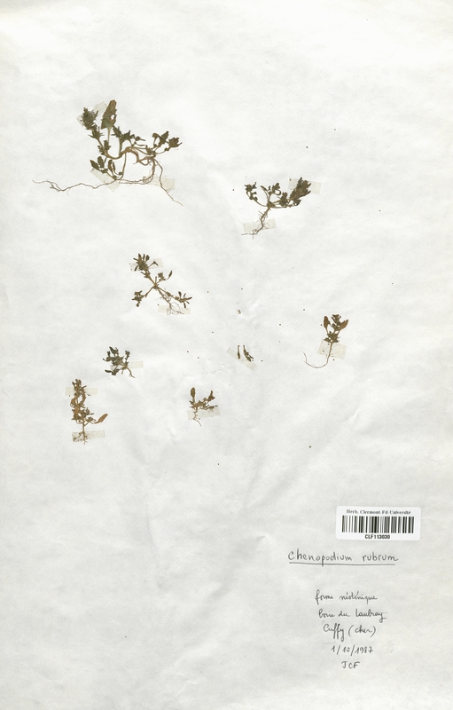 Chenopodium rubrum (Chenopodiaceae)