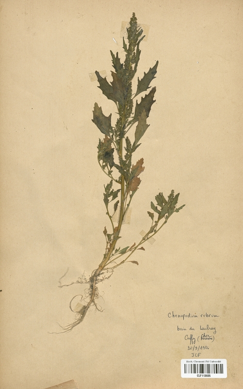 Chenopodium rubrum (Caryophyllales)