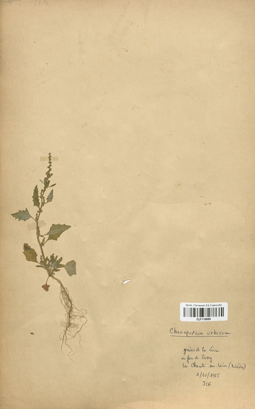 Chenopodium urbicum (Chenopodiaceae)