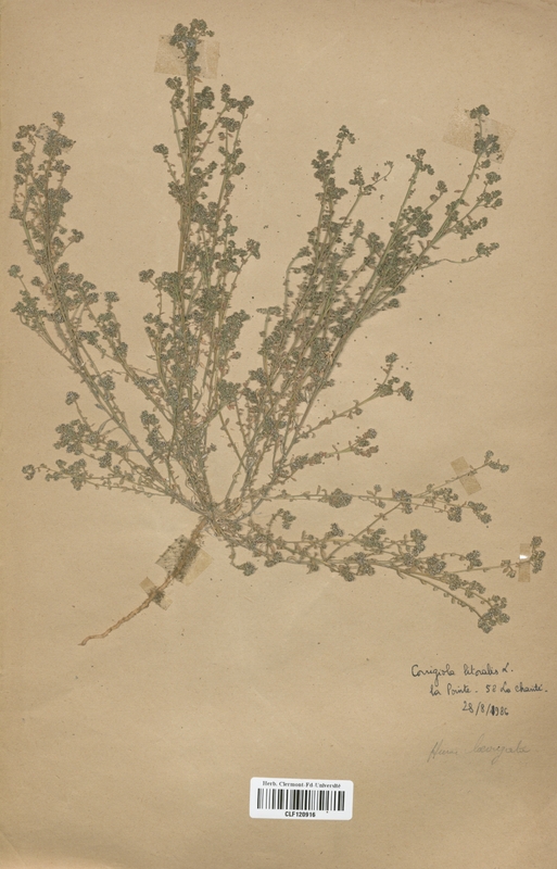 Corrigiola litoralis (Caryophyllaceae)