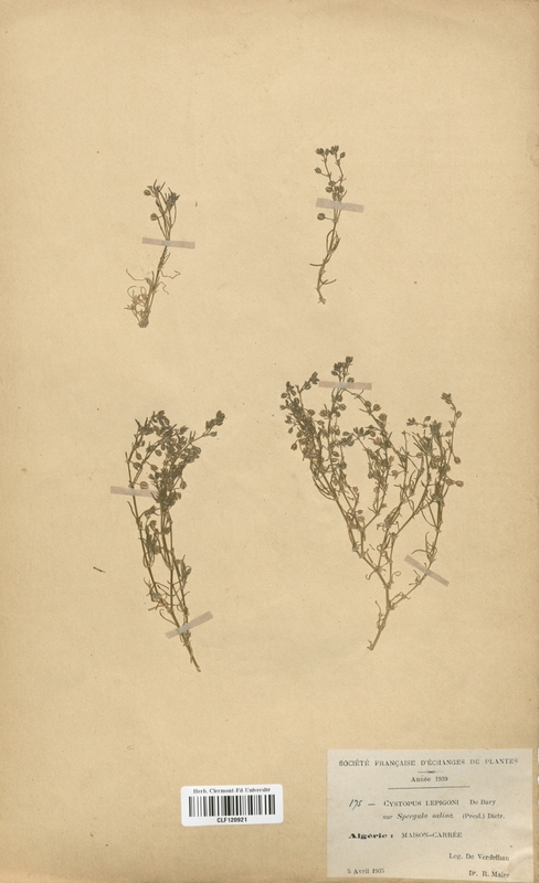 Cystopus lepigoni (Caryophyllaceae)