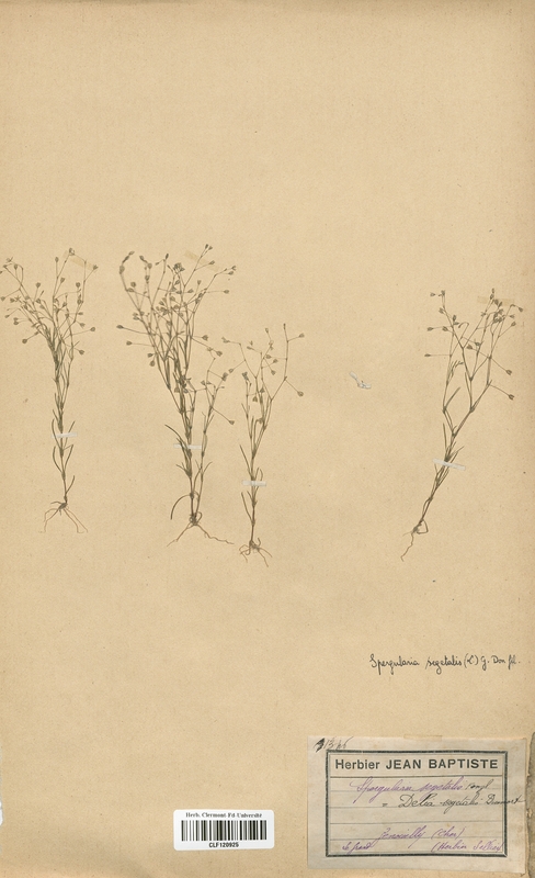 Delia segetalis (Caryophyllaceae)