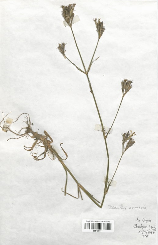 Dianthus armeria (Caryophyllaceae)