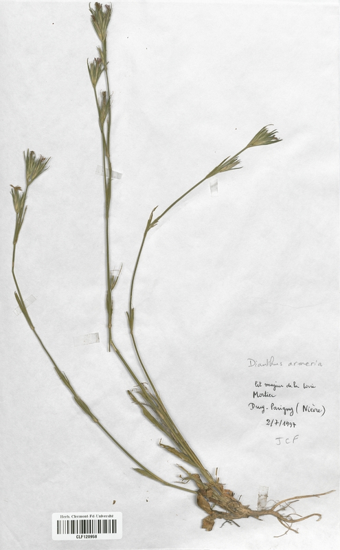Dianthus armeria (Caryophyllaceae)