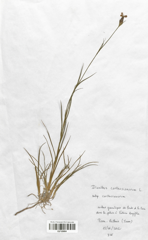 Dianthus carthusianorum (Caryophyllaceae)