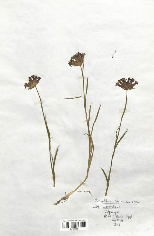 Dianthus carthusianorum (Caryophyllaceae)