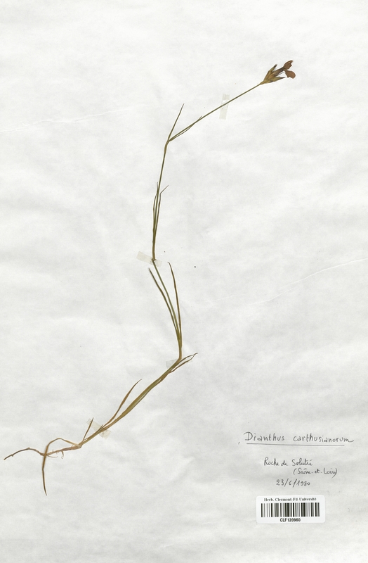 Dianthus carthusianorum atrorubens (Caryophyllaceae)