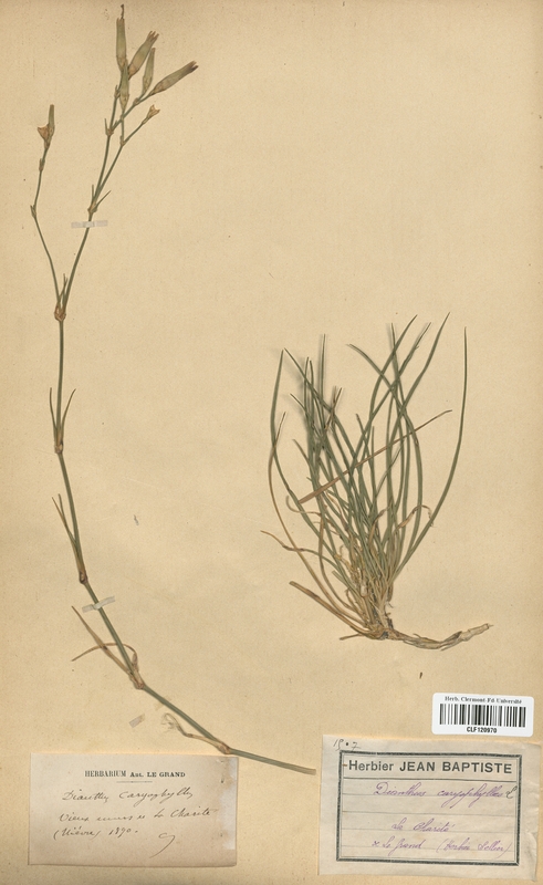 Dianthus caryophylleus (Caryophyllaceae)