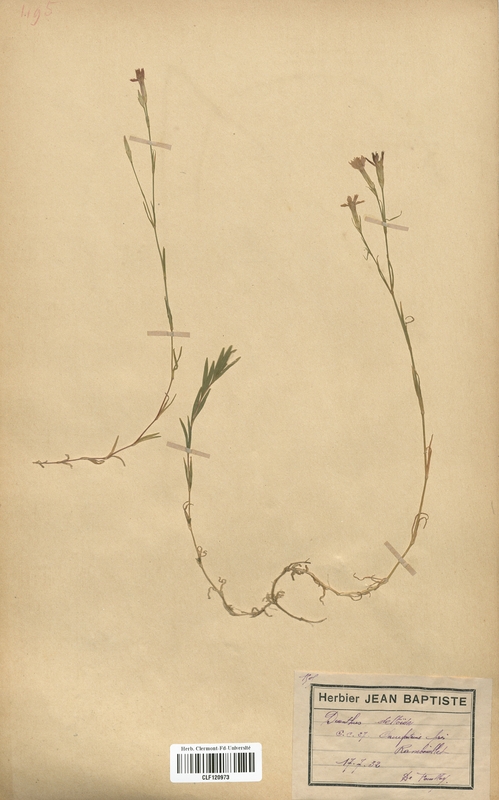 Dianthus deltoides (Caryophyllaceae)