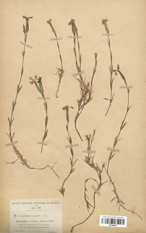Dianthus gallicus (Caryophyllaceae)