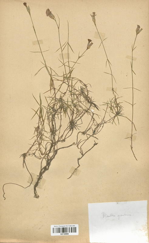 Dianthus graniticus (Caryophyllaceae)