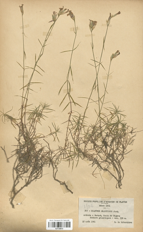 Dianthus graniticus (Caryophyllaceae)
