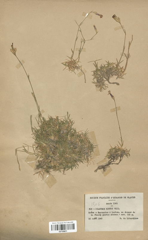 Dianthus hirtus (Caryophyllaceae)