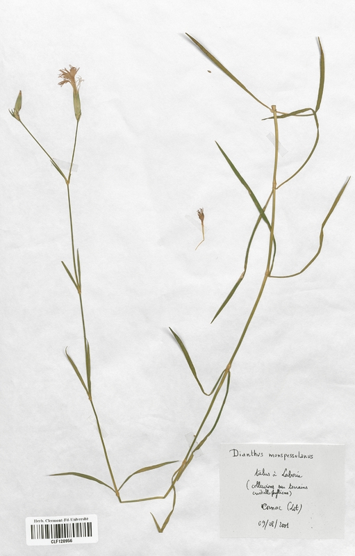 Dianthus monspessulanus (Caryophyllaceae)