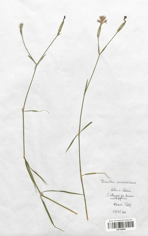 Dianthus monspessulanus (Caryophyllaceae)