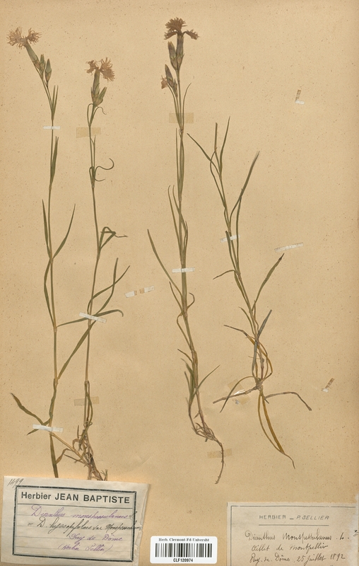 Dianthus monspessulanus (Caryophyllaceae)