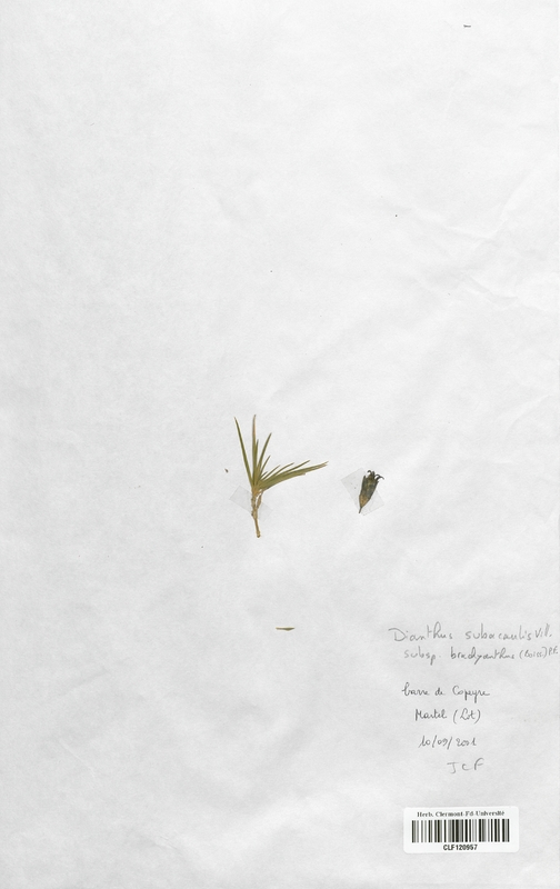 Dianthus subacaulis (Caryophyllaceae)