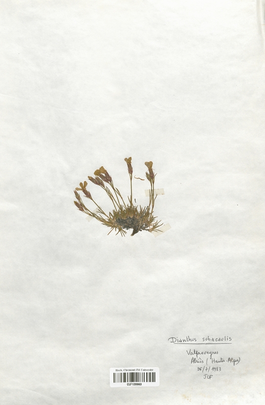 Dianthus subacaulis (Caryophyllaceae)