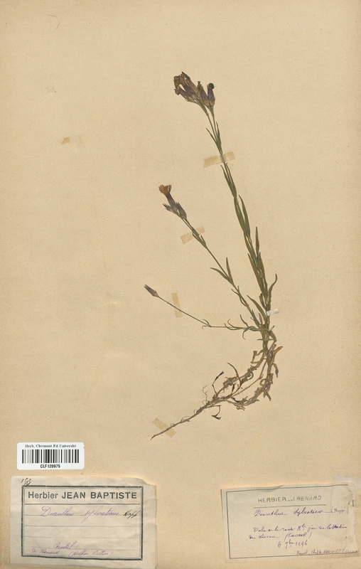 Dianthus sylvaticus (Caryophyllaceae)