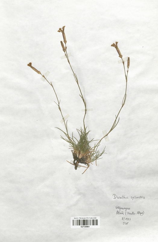 Dianthus sylvestris (Caryophyllaceae)