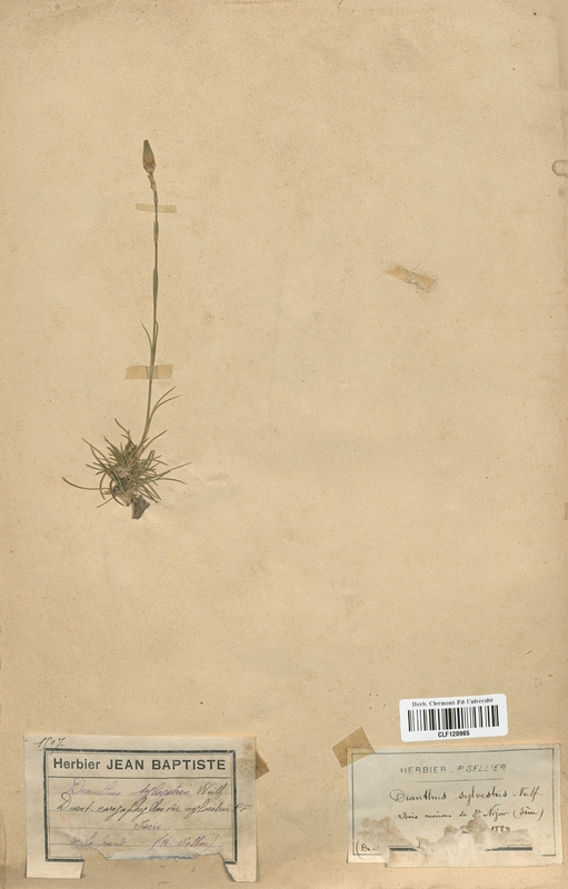 Dianthus sylvestris (Caryophyllaceae)