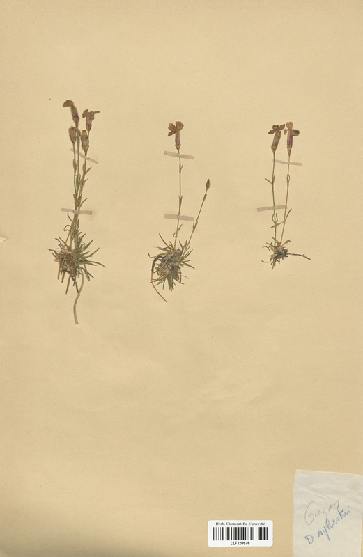 Dianthus sylvestris (Caryophyllaceae)