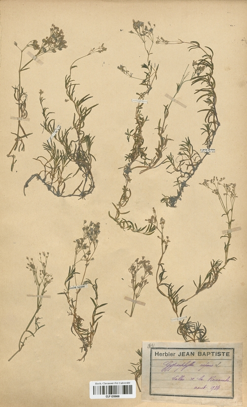 Gypsophila repens (Caryophyllaceae)
