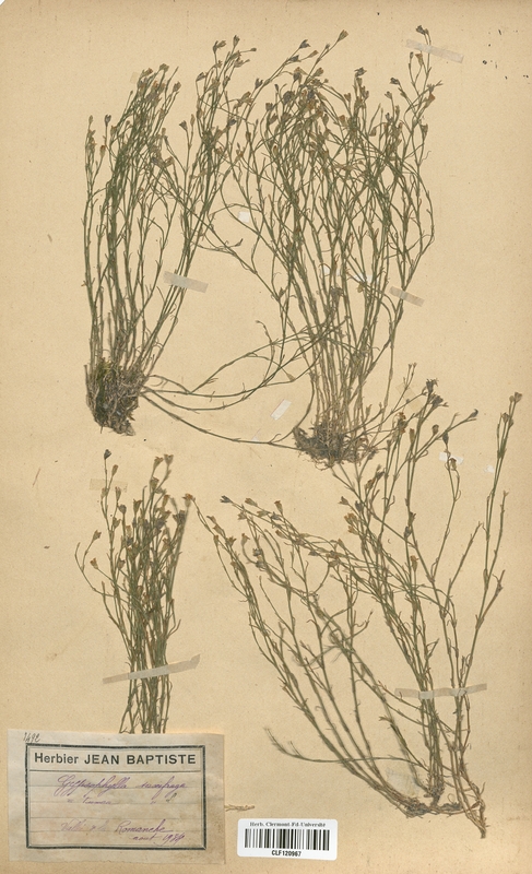 Gypsophila saxifraga (Caryophyllaceae)