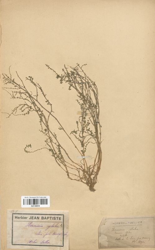 Herniaria glabra (Caryophyllaceae)