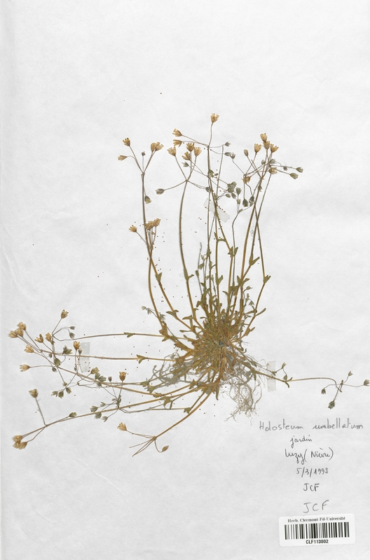 Holosteum umbellatum (Caryophyllaceae)