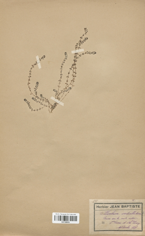 Illecebrum verticillatum (Caryophyllaceae)