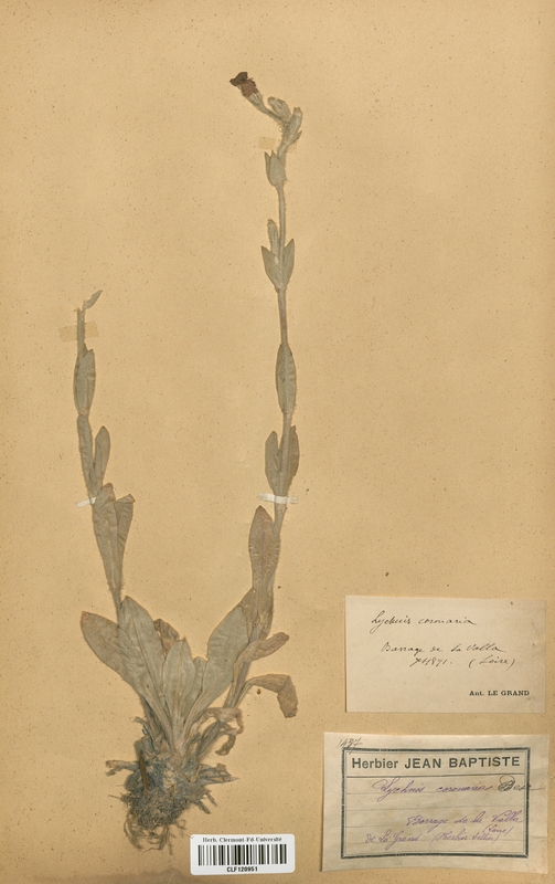 Lychnis coronaria (Caryophyllaceae)