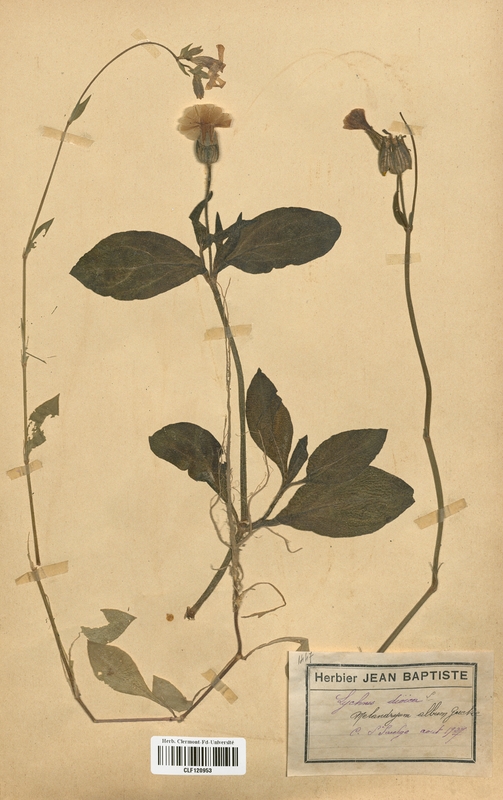 Lychnis dioica (Caryophyllaceae)