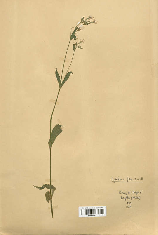 Lychnis flos-cuculi (Caryophyllaceae)