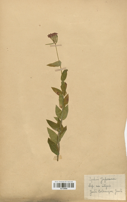 Lychnis japonica (Caryophyllaceae)