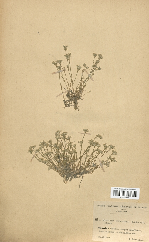 Minuartia mucronata (Caryophyllales)