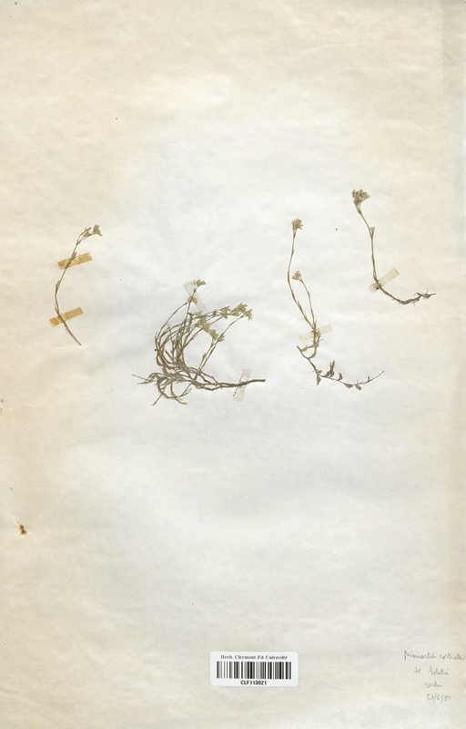 Minuartia rostrata (Caryophyllales)