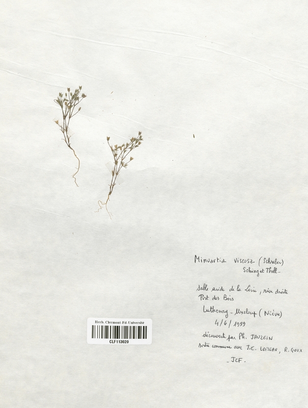 Minuartia viscosa (Caryophyllales)