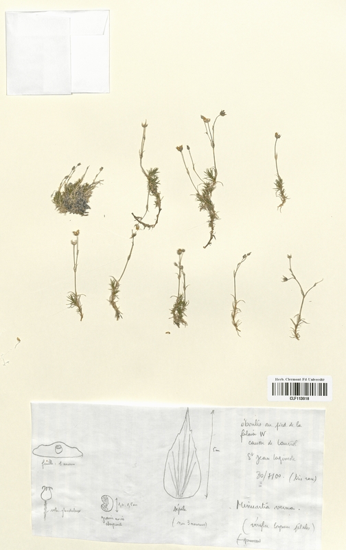 Minuartia verna (Caryophyllales)