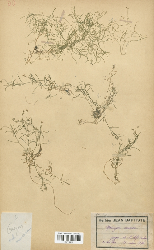 Moehringia muscosa (Caryophyllaceae)