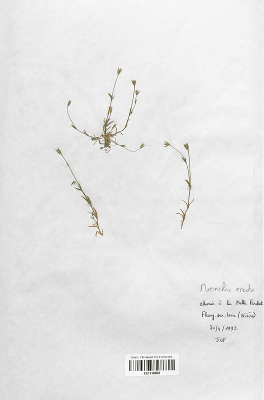 Moenchia erecta (Caryophyllaceae)