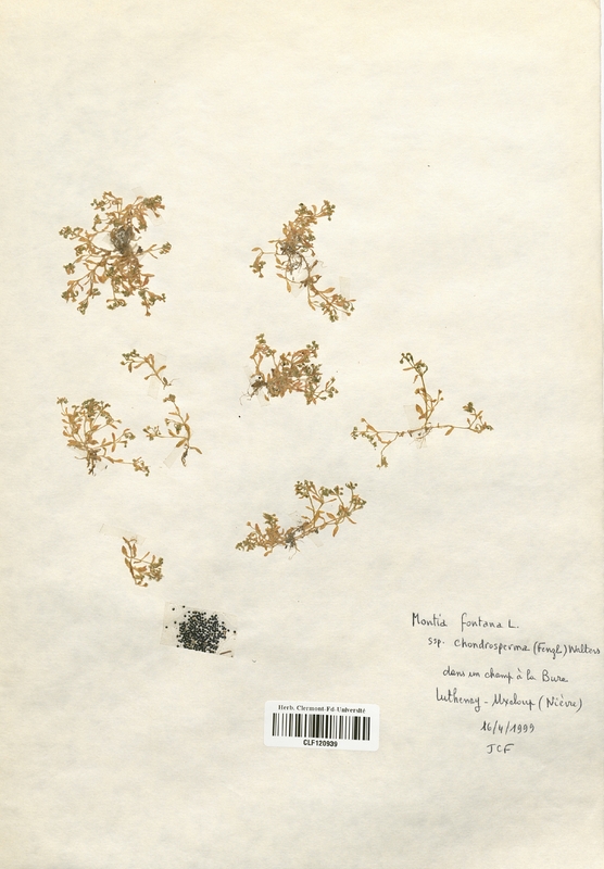 Montia fontana (Caryophyllaceae)