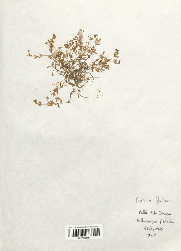 Montia fontana (Caryophyllaceae)