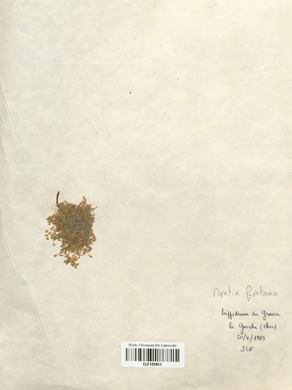 Montia fontana (Caryophyllaceae)