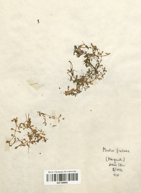 Montia fontana (Caryophyllaceae)