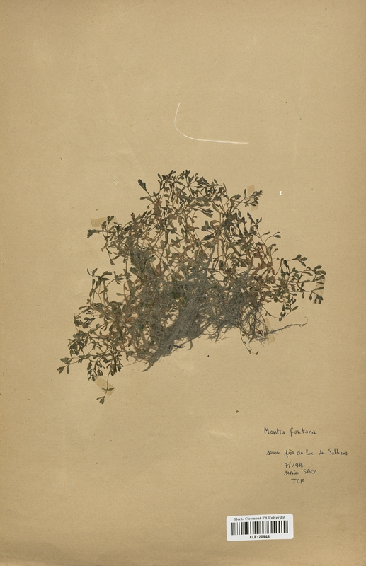 Montia fontana (Caryophyllaceae)