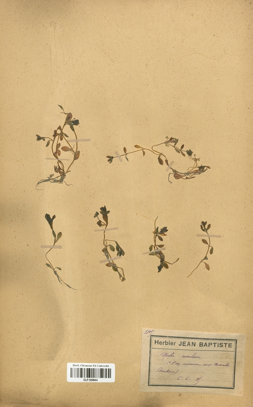 Montia rivularis (Caryophyllaceae)